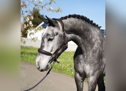 Oldenburg-International (OS), Gelding, 6 years, 16.2 hh, Grey