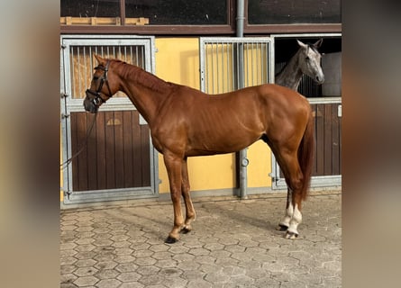 Oldenburg-International (OS), Gelding, 6 years, 16 hh, Chestnut-Red