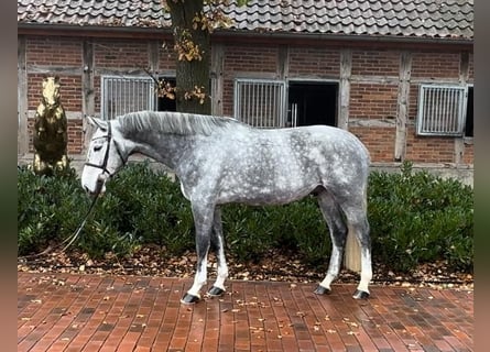 Oldenburg-International (OS), Gelding, 6 years, 16,1 hh, Grey