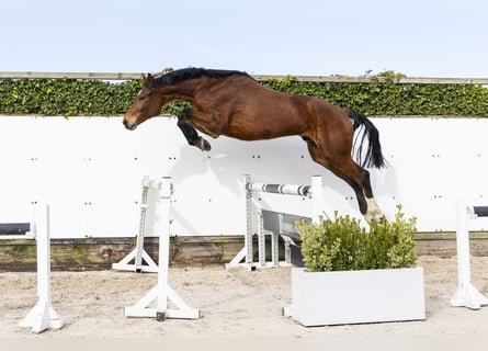 Oldenburg-International (OS), Gelding, 6 years, 17 hh, Brown