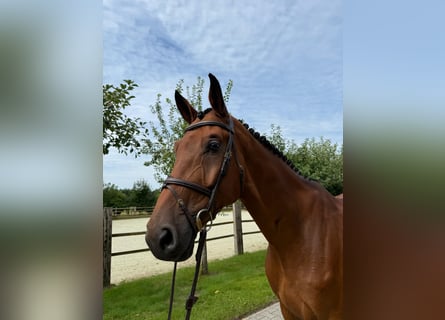 Oldenburg-International (OS), Gelding, 6 years, Brown