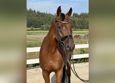 Oldenburg-International (OS), Gelding, 7 years, 16.2 hh, Brown