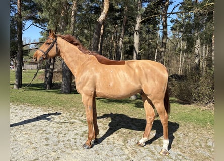 Oldenburg-International (OS), Gelding, 7 years, 16.3 hh, Chestnut-Red