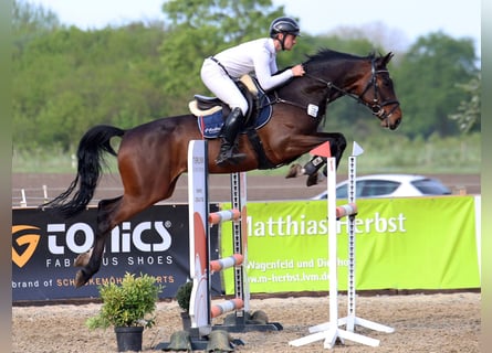 Oldenburg-International (OS), Gelding, 7 years, 16 hh