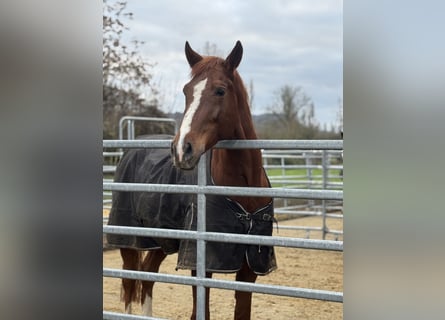 Oldenburg-International (OS), Gelding, 7 years, 16,1 hh, Chestnut-Red