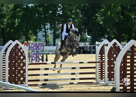 Oldenburg-International (OS), Gelding, 7 years, 16,2 hh, Gray