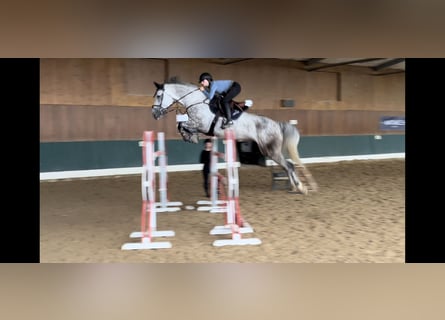 Oldenburg-International (OS), Gelding, 7 years, 16,2 hh, Grey