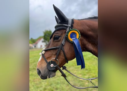 Oldenburg-International (OS), Gelding, 8 years, 16 hh, Brown