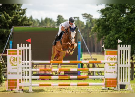 Oldenburg-International (OS), Gelding, 8 years, 16,1 hh, Chestnut-Red