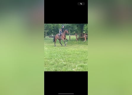 Oldenburg-International (OS), Gelding, 8 years, 16,3 hh, Bay-Dark