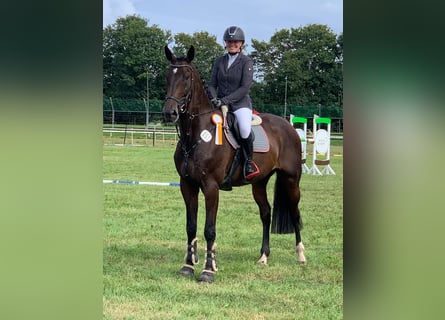 Oldenburg-International (OS), Gelding, 8 years, 17 hh, Smoky-Black