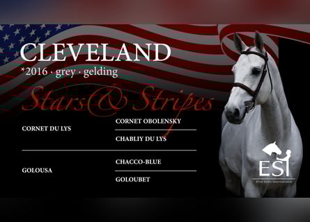 Oldenburg-International (OS), Gelding, 9 years, 16,3 hh, Gray