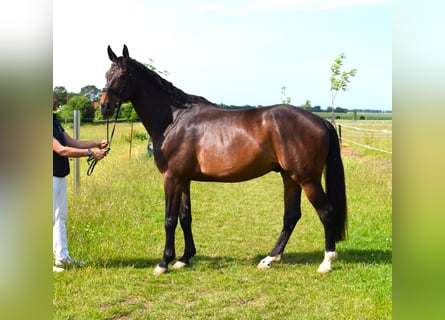 Oldenburg-International (OS), Gelding, 9 years, 18 hh, Bay-Dark