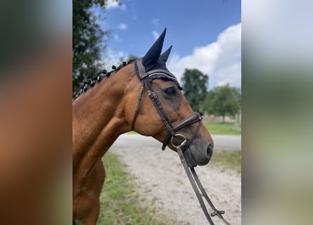 Oldenburg-International (OS), Mare, 10 years, 16,2 hh, Brown