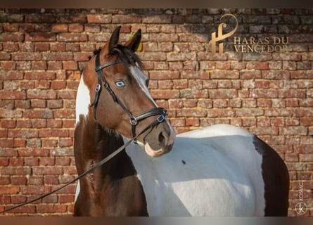 Oldenburg-International (OS), Mare, 11 years, 15.3 hh, Tobiano-all-colors