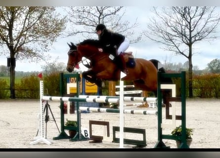 Oldenburg-International (OS), Mare, 11 years, 15,2 hh, Brown