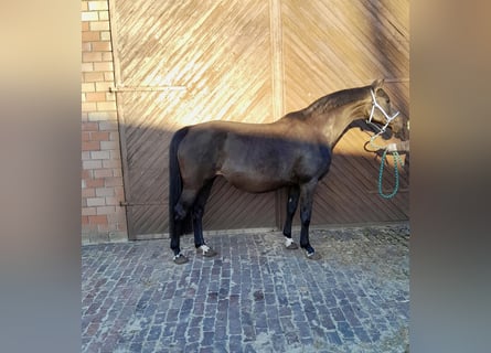 Oldenburg-International (OS), Mare, 11 years, 16.1 hh, Smoky-Black