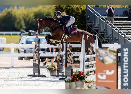 Oldenburg-International (OS), Mare, 12 years, 16.2 hh, Brown