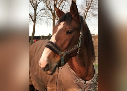 Oldenburg-International (OS), Mare, 12 years, 16,2 hh, Brown