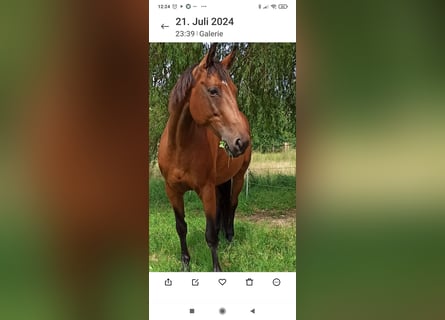 Oldenburg-International (OS), Mare, 14 years, 15.2 hh, Brown