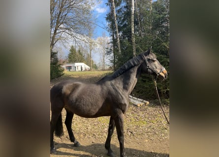 Oldenburg-International (OS), Mare, 14 years, 16.1 hh, Smoky-Black