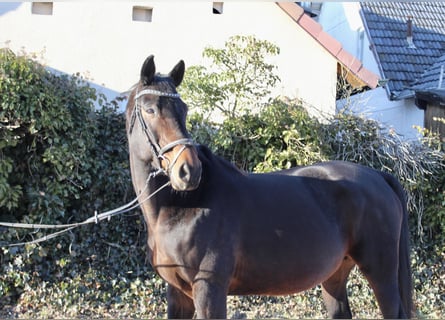 Oldenburg-International (OS), Mare, 15 years, 16 hh, Bay-Dark