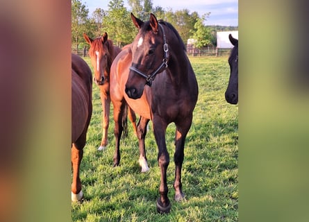 Oldenburg-International (OS), Mare, 16 years, 16,1 hh, Bay-Dark