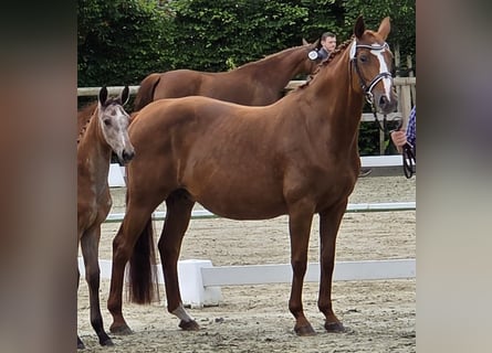 Oldenburg-International (OS), Mare, 18 years, 16 hh, Chestnut