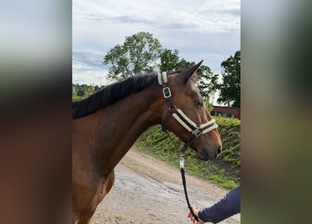 Oldenburg-International (OS), Mare, 19 years, 16.1 hh, Brown
