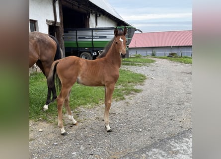 Oldenburg-International (OS), Mare, 1 year, 16.1 hh, Brown