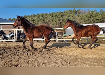 Oldenburg-International (OS), Mare, 1 year, 16,1 hh, Brown