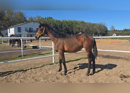 Oldenburg-International (OS), Mare, 1 year, 16,1 hh, Brown