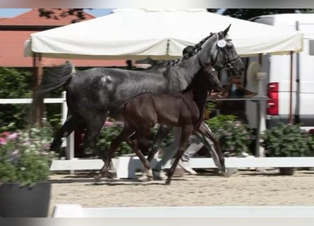 Oldenburg-International (OS), Mare, 1 year, Bay-Dark