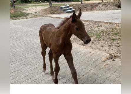 Oldenburg-International (OS), Mare, 1 year, Chestnut-Red