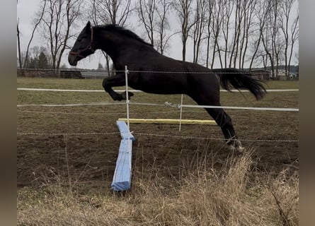 Oldenburg-International (OS), Mare, 2 years, 16.3 hh, Gray-Dark-Tan