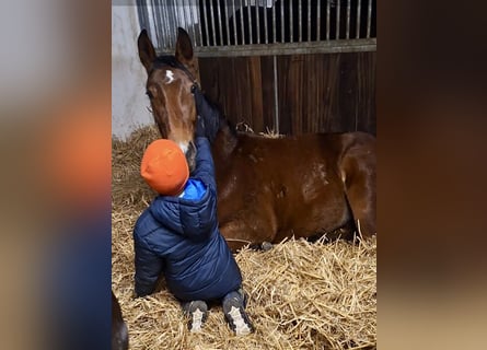 Oldenburg-International (OS), Mare, 2 years, 16 hh, Brown