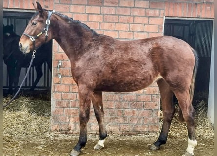Oldenburg-International (OS), Mare, 2 years, 16 hh, Brown