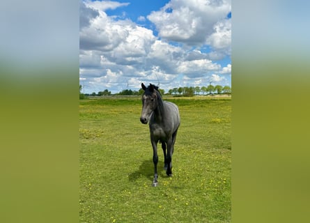 Oldenburg-International (OS), Mare, 2 years, 16 hh, Grey