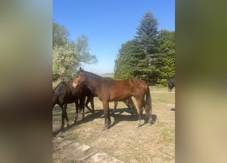 Oldenburg-International (OS), Mare, 2 years, 16,2 hh, Brown