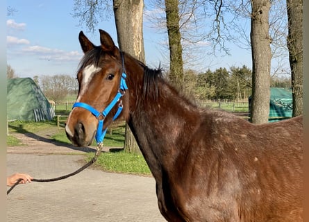 Oldenburg-International (OS), Mare, 3 years, 15.2 hh, Bay-Dark
