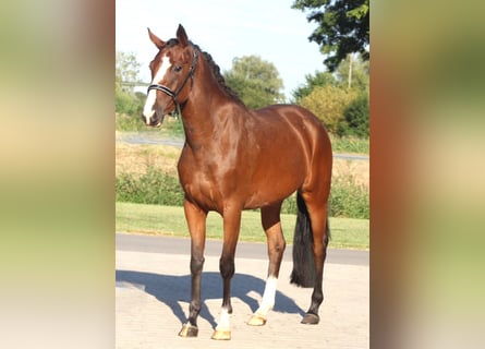 Oldenburg-International (OS), Mare, 3 years, 15,3 hh, Brown