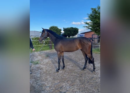 Oldenburg-International (OS), Mare, 3 years, 16.1 hh, Brown