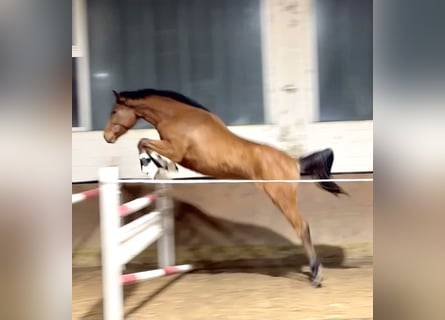 Oldenburg-International (OS), Mare, 3 years, 16.1 hh, Brown