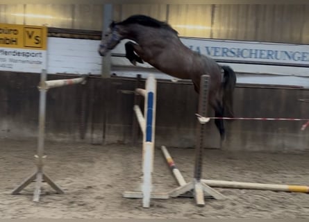 Oldenburg-International (OS), Mare, 3 years, 16.2 hh, Grey-Dapple