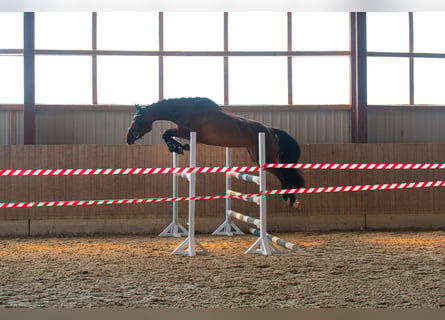 Oldenburg-International (OS), Mare, 3 years, 16.3 hh, Brown
