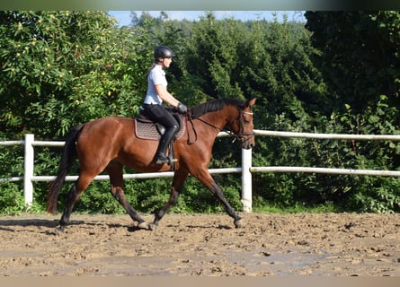 Oldenburg-International (OS), Mare, 3 years, 16 hh, Brown