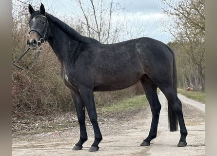Oldenburg-International (OS), Mare, 3 years, 16 hh, Grey