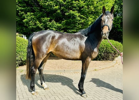 Oldenburg-International (OS), Mare, 3 years, 16,1 hh, Brown