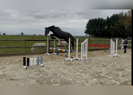 Oldenburg-International (OS), Mare, 3 years, 16,2 hh, Grey