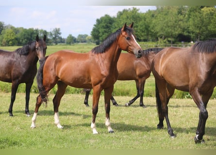 Oldenburg-International (OS), Mare, 3 years, Brown